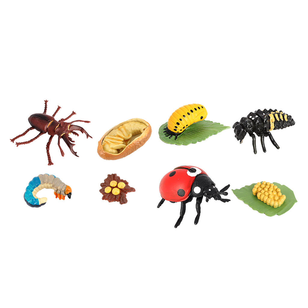 Life Cycle of A Insect - Includes Egg, Larva, , And Insect Educational