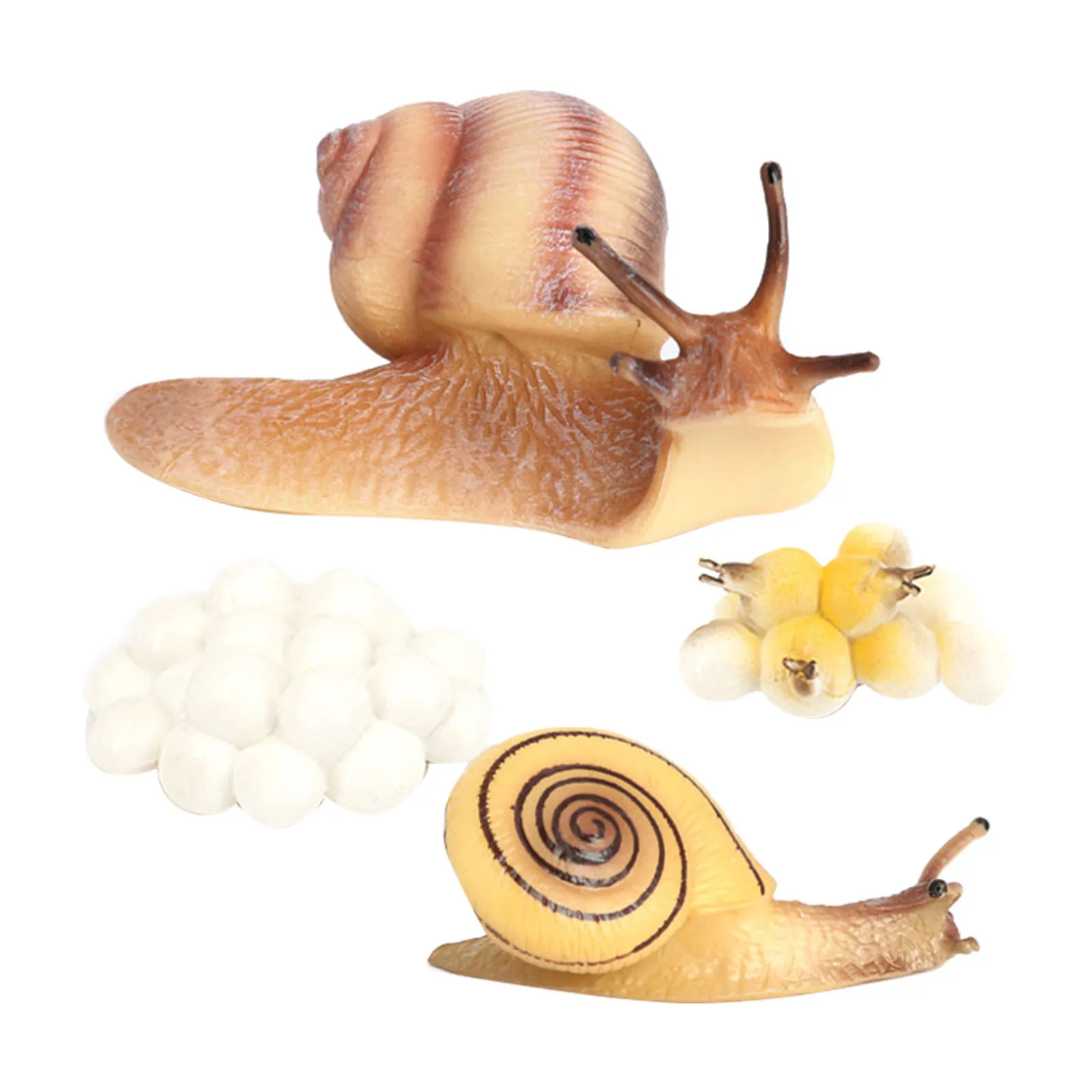 Snail Life Cycle Marine Creature Action Figure Model Kids Pre-school Toys 