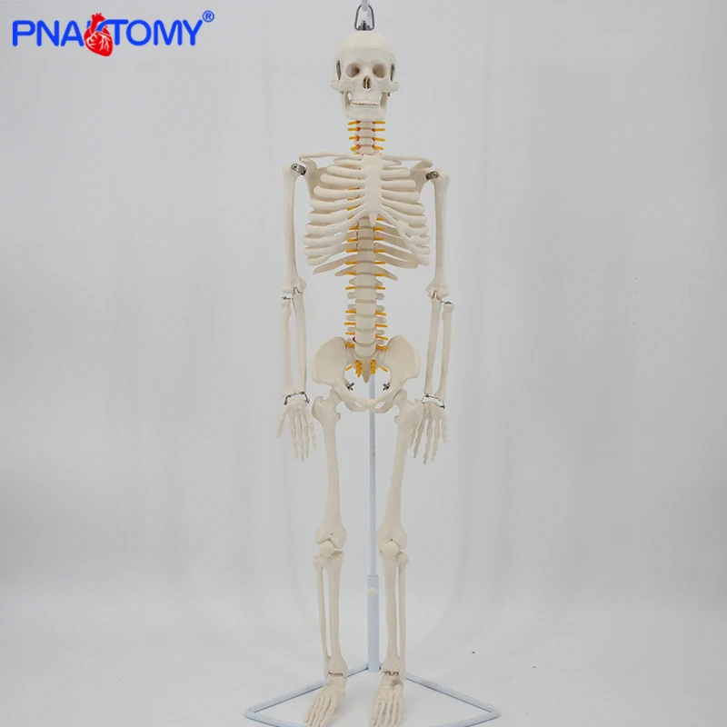 pernas flexíveis, nervos e artéria, modelo anatômico,
