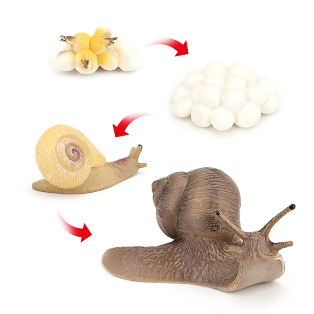 PVC Realistic Snail Growth Life Cycle Figure Kids Learning Education Science Toy