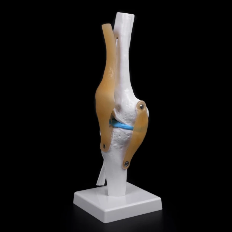 flexível modelo ajuda de aprendizagem anatomia