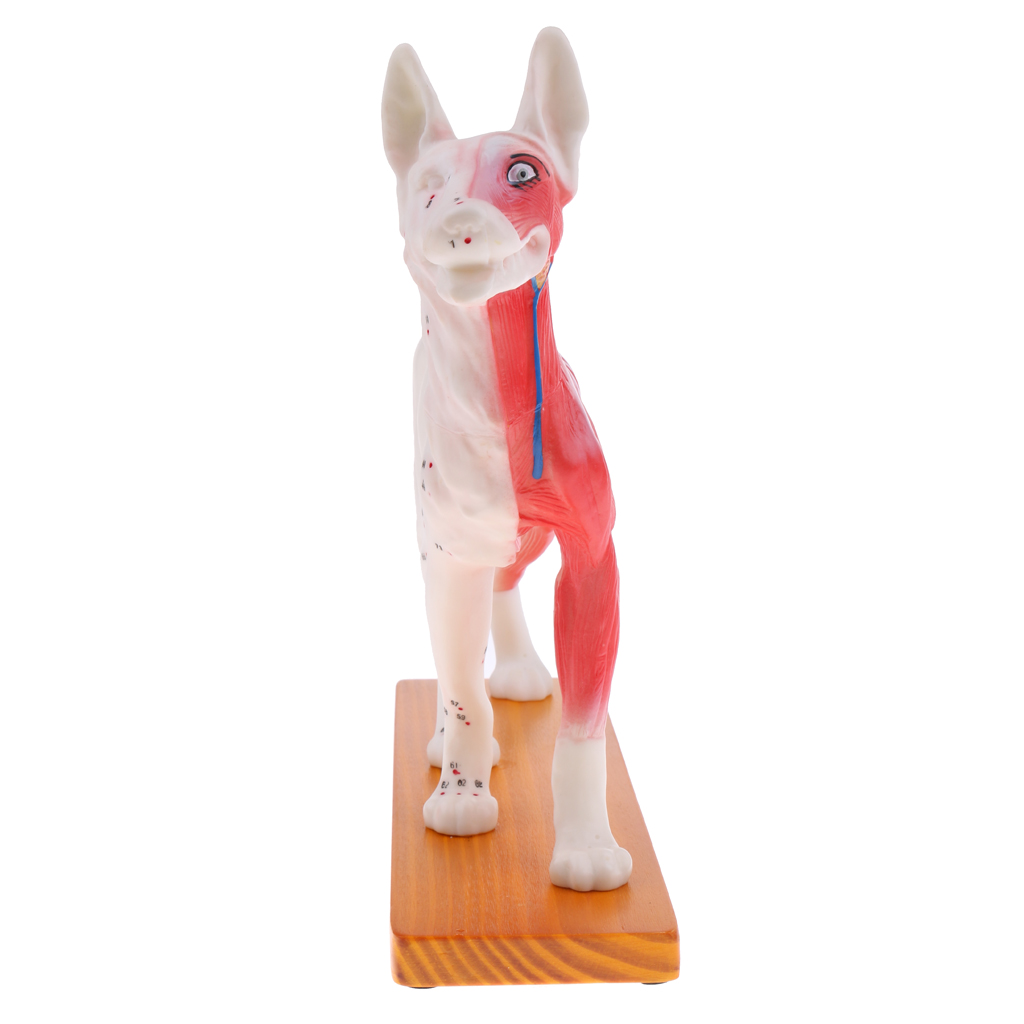 4D Vision Dog Anatomy Model, Life Size 72 Acupuncture Points Cat Skeleton Anatomical Model with Base, Lab Supplies