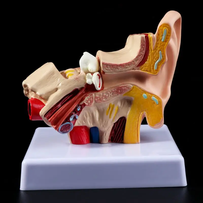 vezes vida tamanho humano orelha anatomia modelo organmedical material de ensino profissional