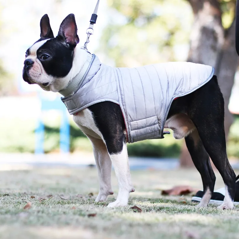 Un Boston Terrier con un chaleco gris para perros. El chaleco parece estar diseñado para brindar calidez o protección, posiblemente para climas fríos o para mantener al perro cómodo durante actividades al aire libre.