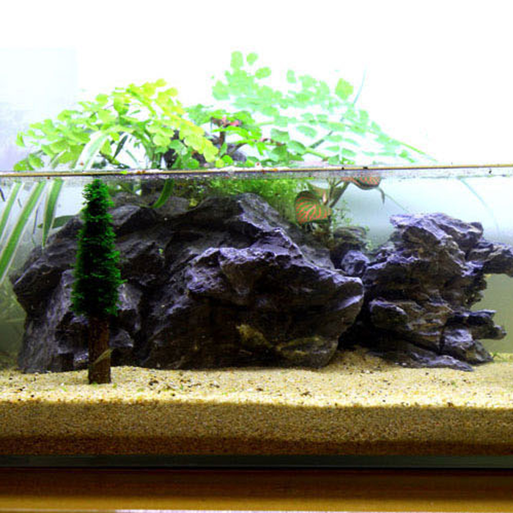 Moss Tree - Aesthetically Beautiful Plants for Aquarium Fish Tank Fishes Shrimp