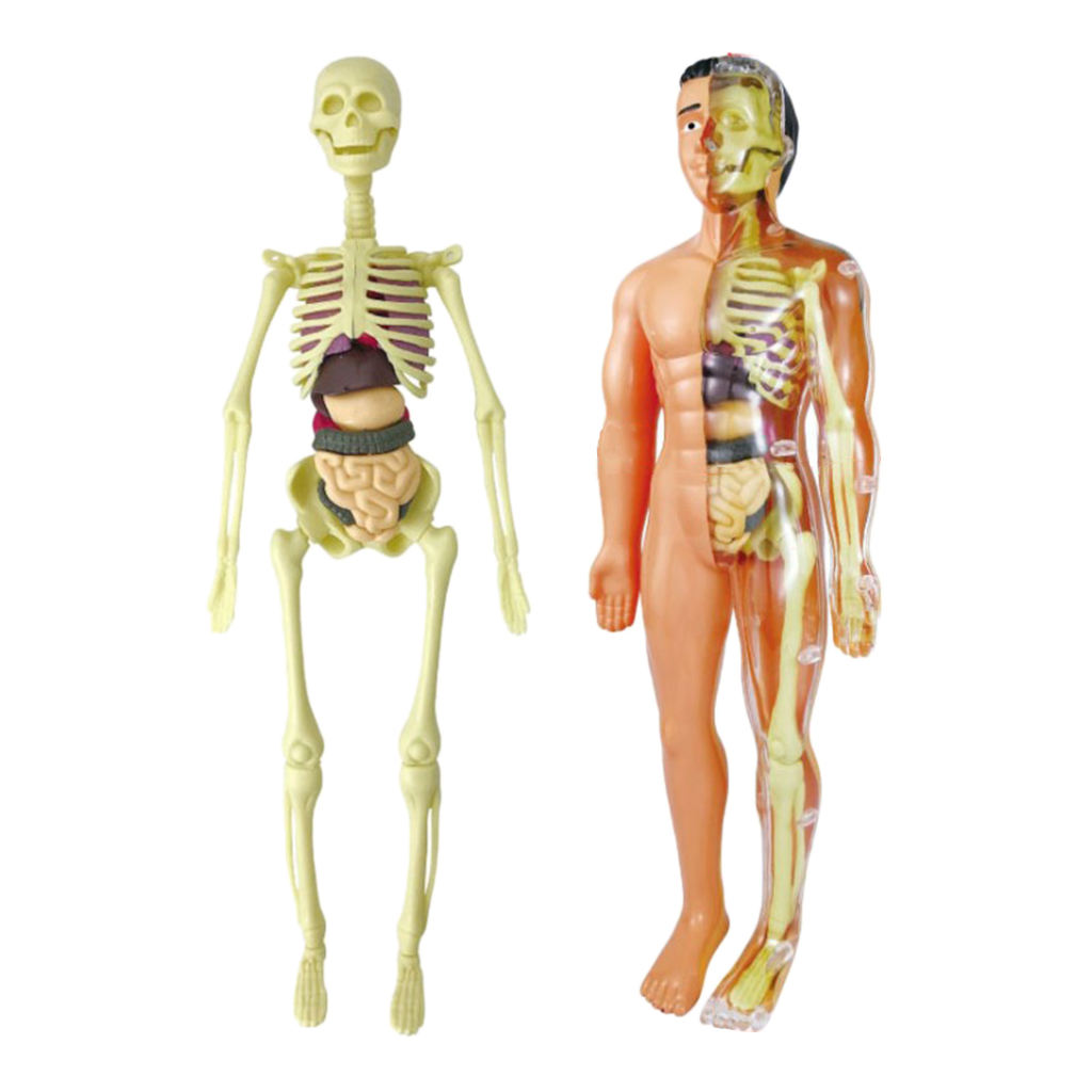  Model Realistic Body Anatomy for Learning Science Teaching