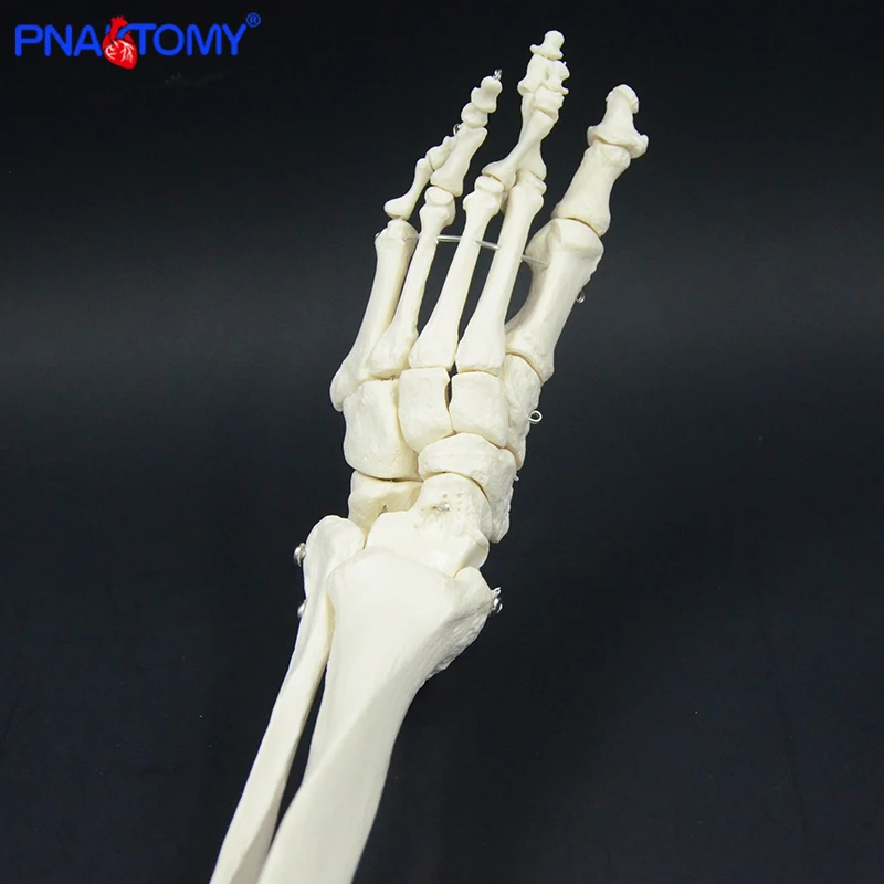 anatomia perna osso com quadril fémur pé