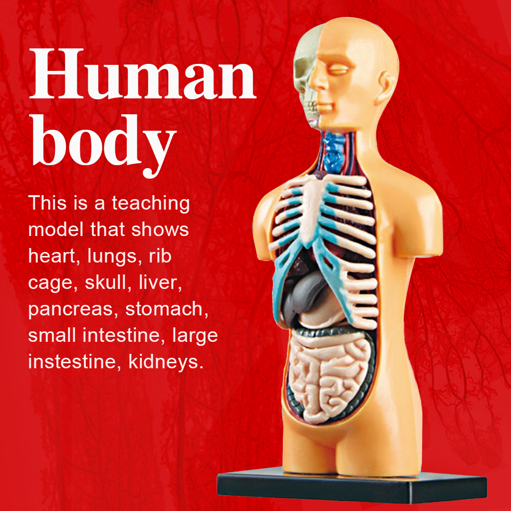 Science Human Body Torso Model Realistic Toys Laboratory Kits Grades 3+