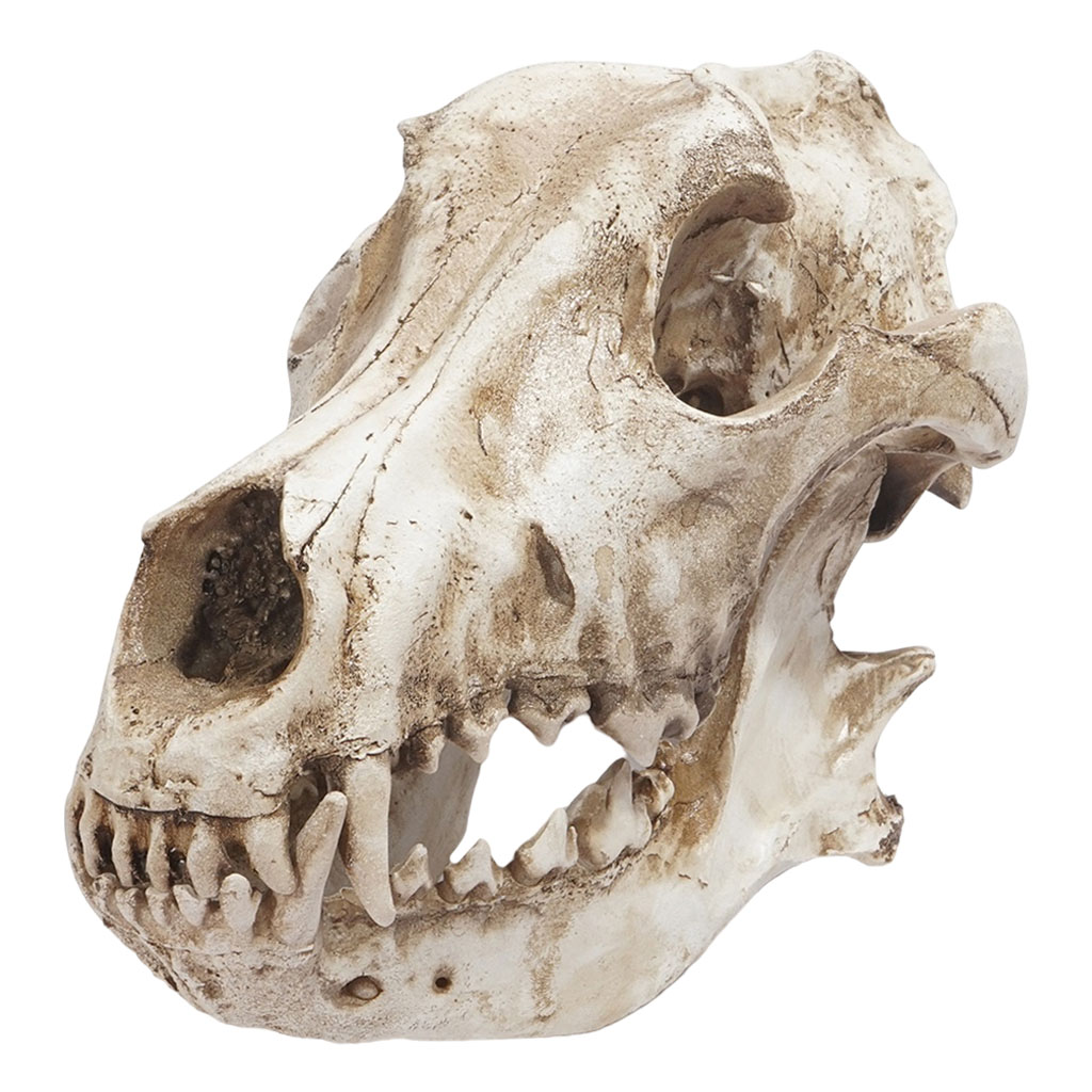 Modern Resin Art Wolf Skull Sculpture Aquarium Ornament Skeleton Statue Turtle Lizard Toy Halloween Office Bedroom