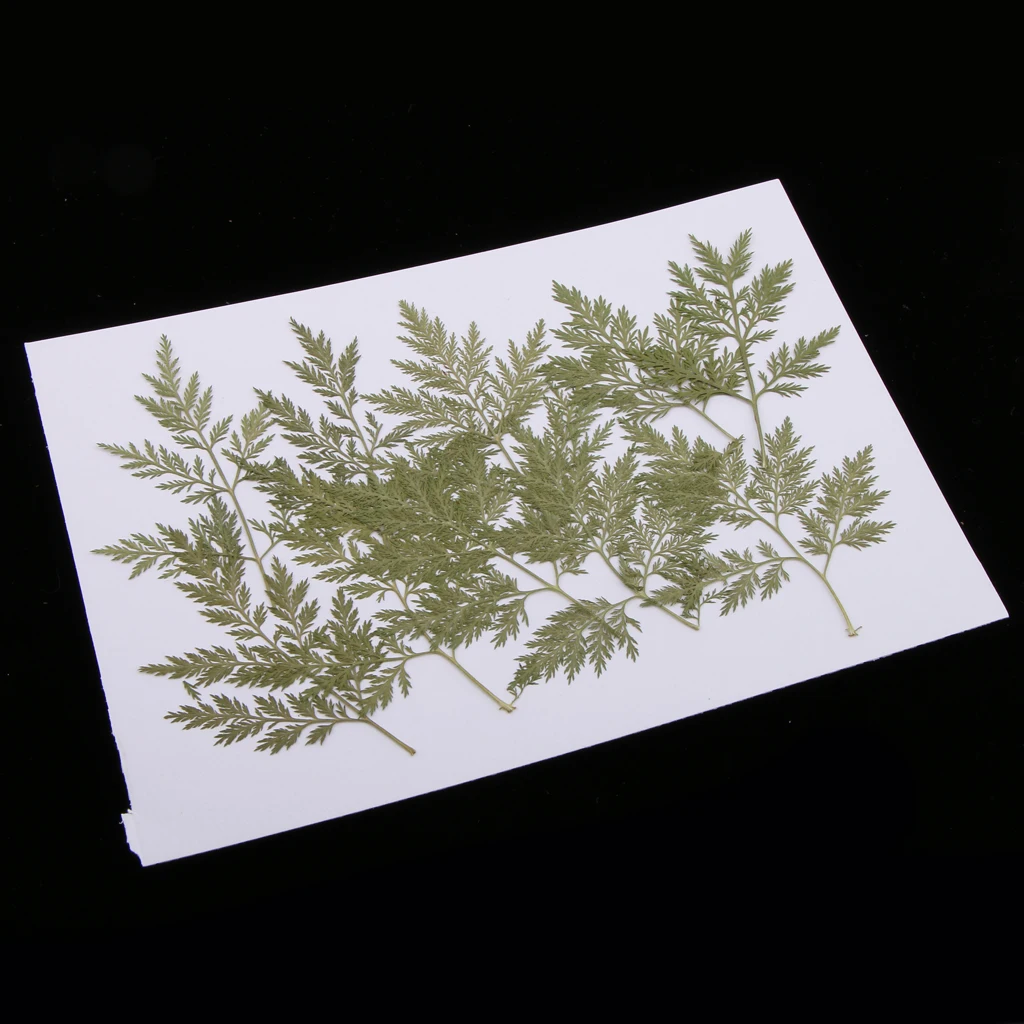 10 Pieces Green Dried Pressed Leaf Leaves Plants Herbarium For Jewelry Postcard Photo Frame Phone Case Making DIY
