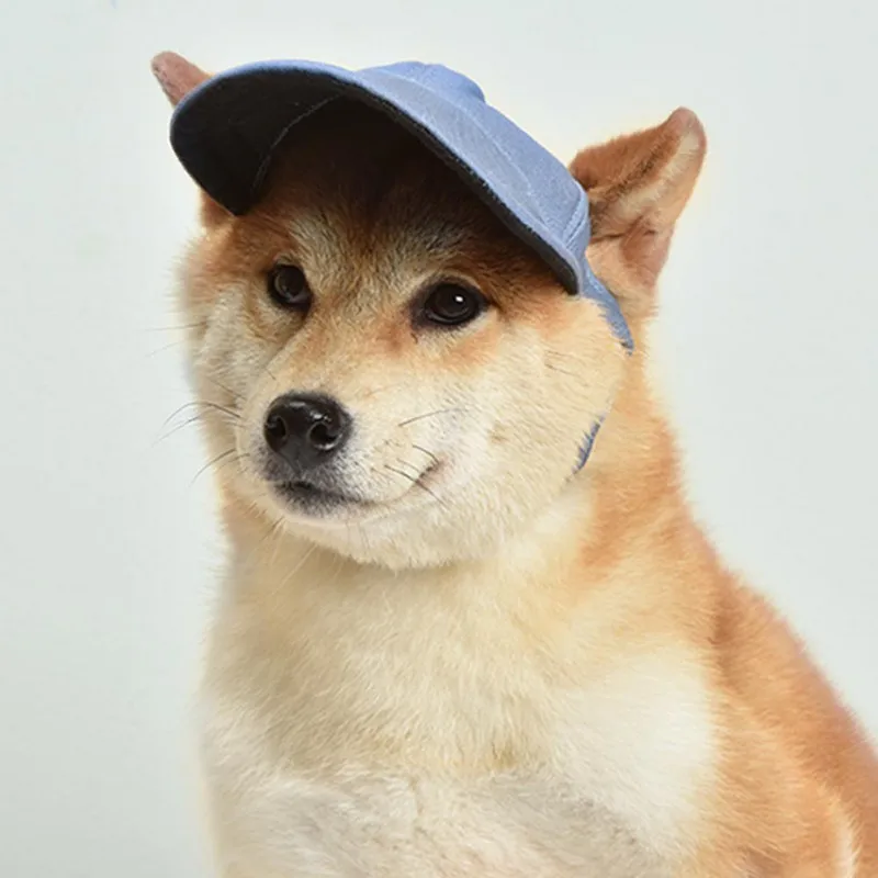 Un perro Shiba Inu con una gorra de béisbol azul. El perro tiene una expresión facial distintiva que a menudo se asocia con la raza, caracterizada por una ceja ligeramente levantada y una mirada algo escéptica o inquisitiva.