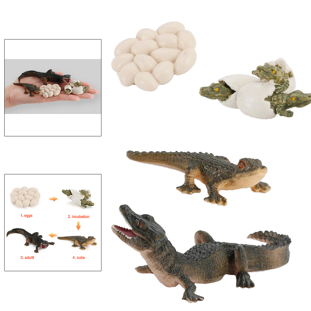 4pcs/lot Animals Growth Cycle Life Cycle Model Set Alligator Simulation Model Action Figures Toy for Children Learning Toys