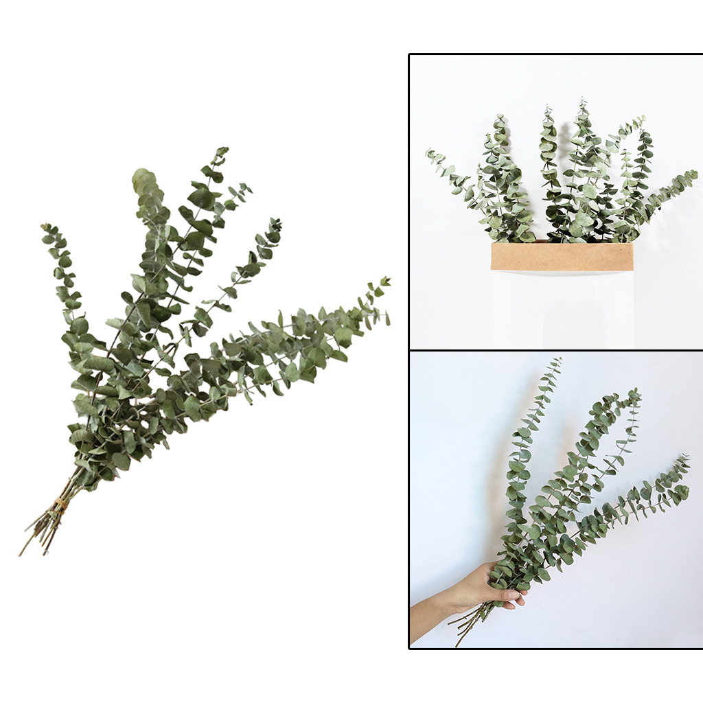 Natural Eucalyptus Leaves Dried Eucalyptus Leaves Bouquet Centerpiece Wedding Home Party Decor Eucalyptus Branches Stems
