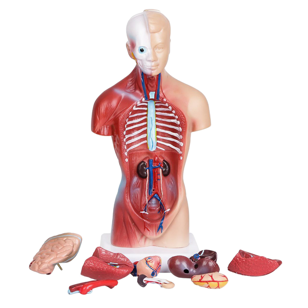11'' Human Torso Body Organ Anatomy Anatomical Model  School Learn