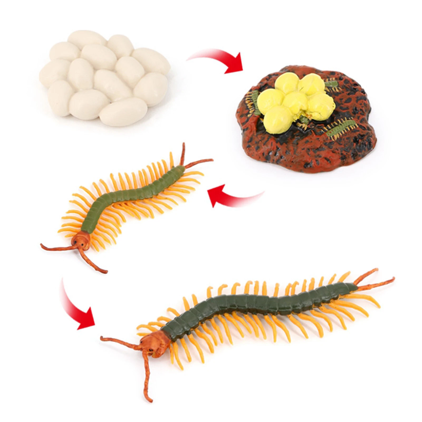 4 Stages Life Cycle of Centipede Nature Insects Life Cycles Growth Model Game Prop Insect Animal Natural Toy