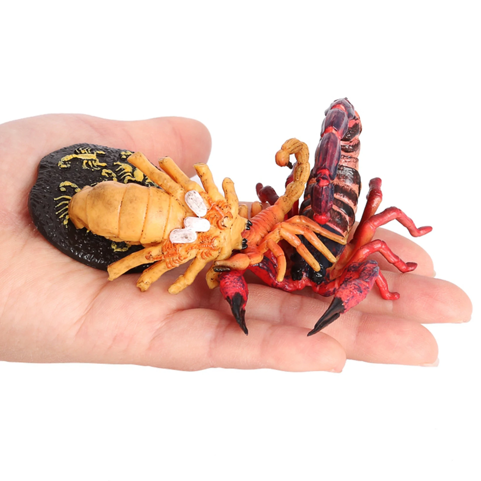 Growth Playset Scorpion Life Cycle Model Action Toy Children`s Preschool