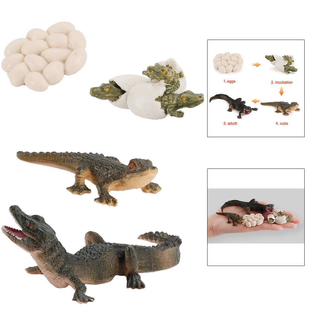 Life Cycle Alligator Model Kids Child Imagination Biology Toys Teaching Aids