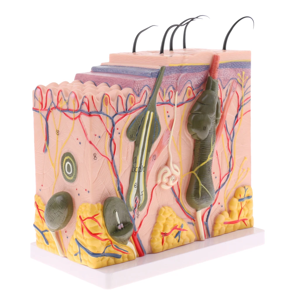 50X Human Anatomical Skin Model Subkutane Gewebedissektion Teach 