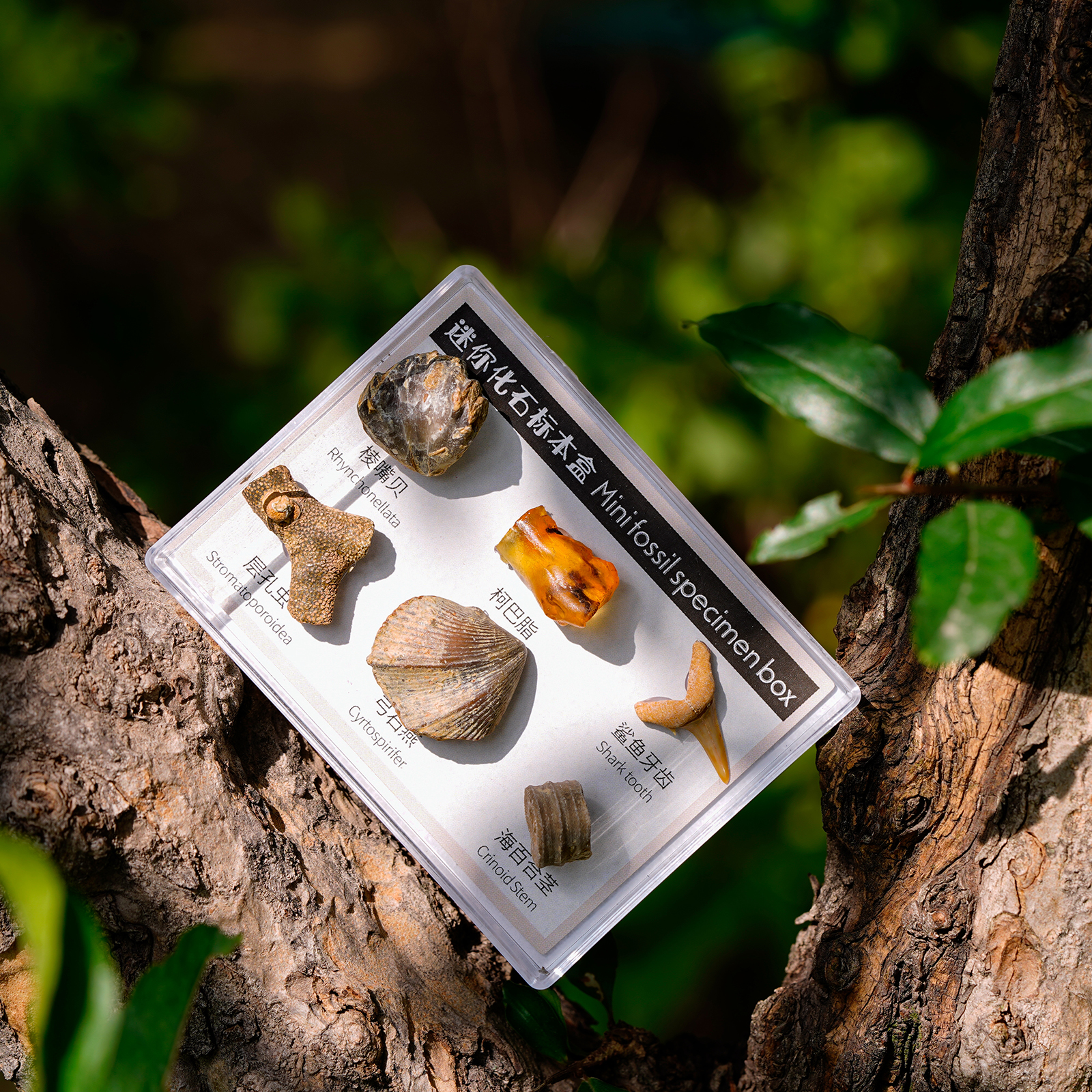 6x Natural Mineral Rocks Science Stones Collection Supplies Gift for Kids