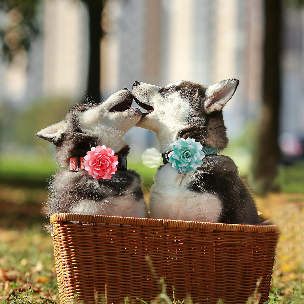 coleiras para cães pequenos, Pet Shop, 50px