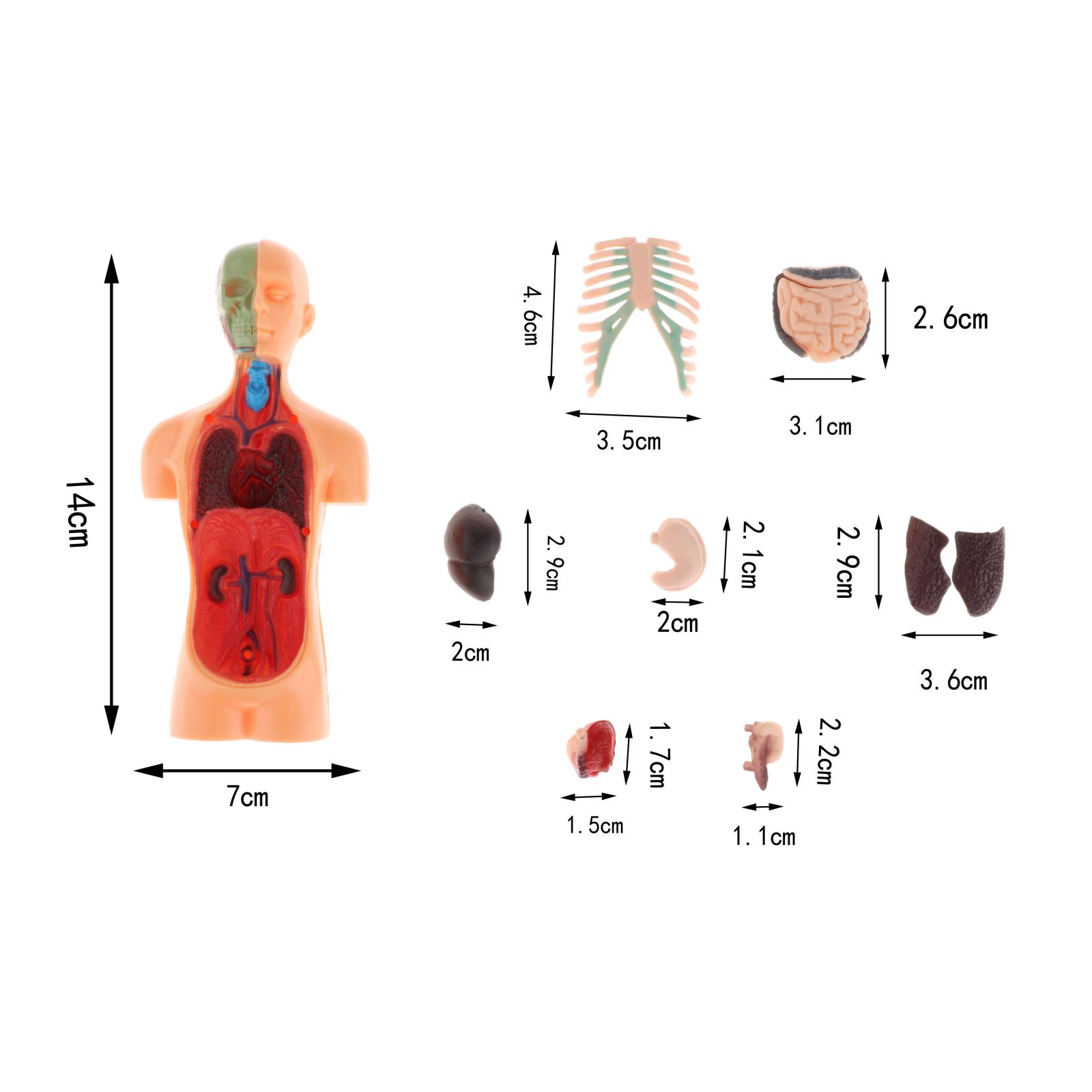 Human Body Model Classroom Realistic Assembly Learning Toys Teaching Aids Manequins Displays Torso Science Organs Skeleton