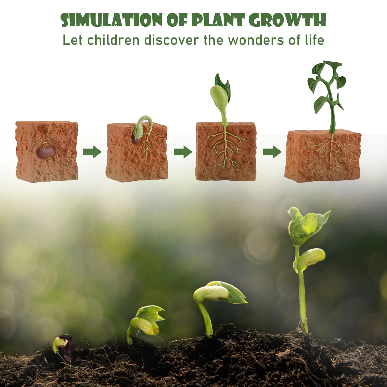 Details about   4 Pcs Simulation Plant Growth Life Cycle Model Kids Educational Toys 
