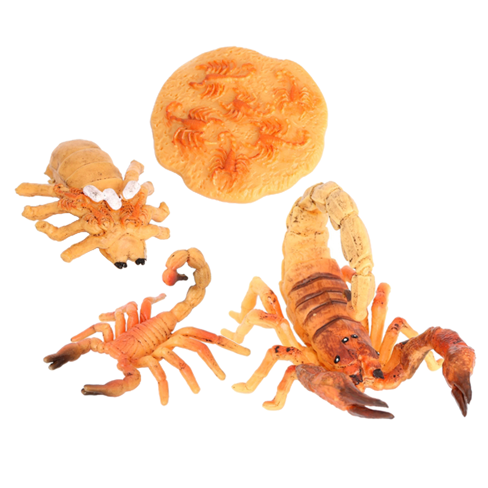 4 Stages Life Cycle of Scorpion Nature Insects Life Cycles Growth Model Game Prop Insect Animal Natural Toy