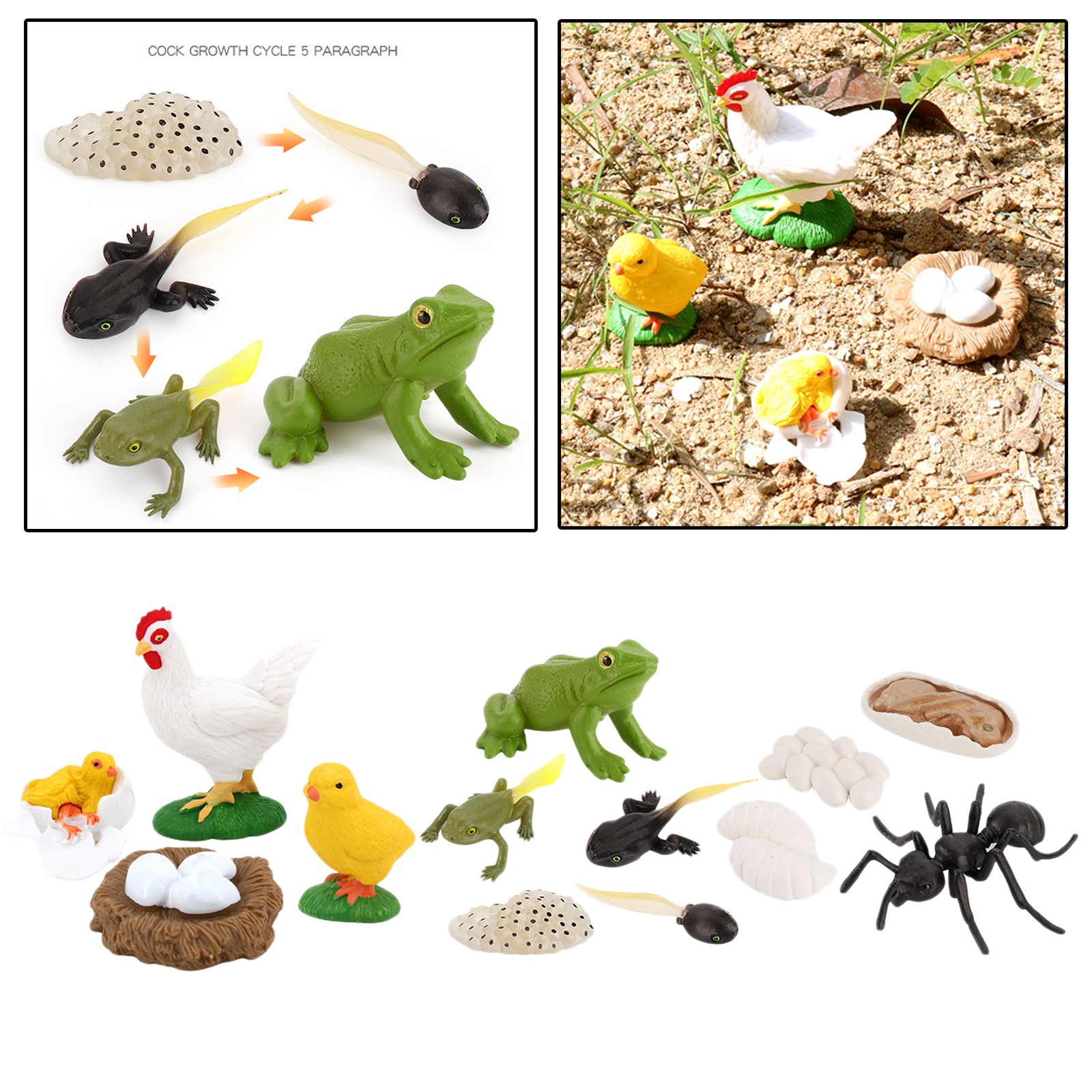 Kids Simulation Animal Figures Worker Ant Hen Frog Growth Process Playset