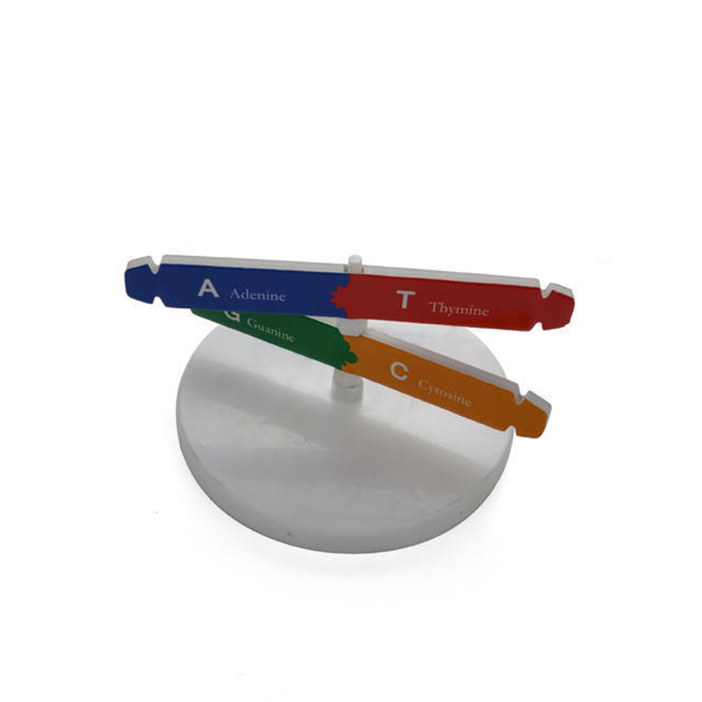 DNA Model Double Helix Model Science Teaching Aids Toy DIY Assembly for Kids