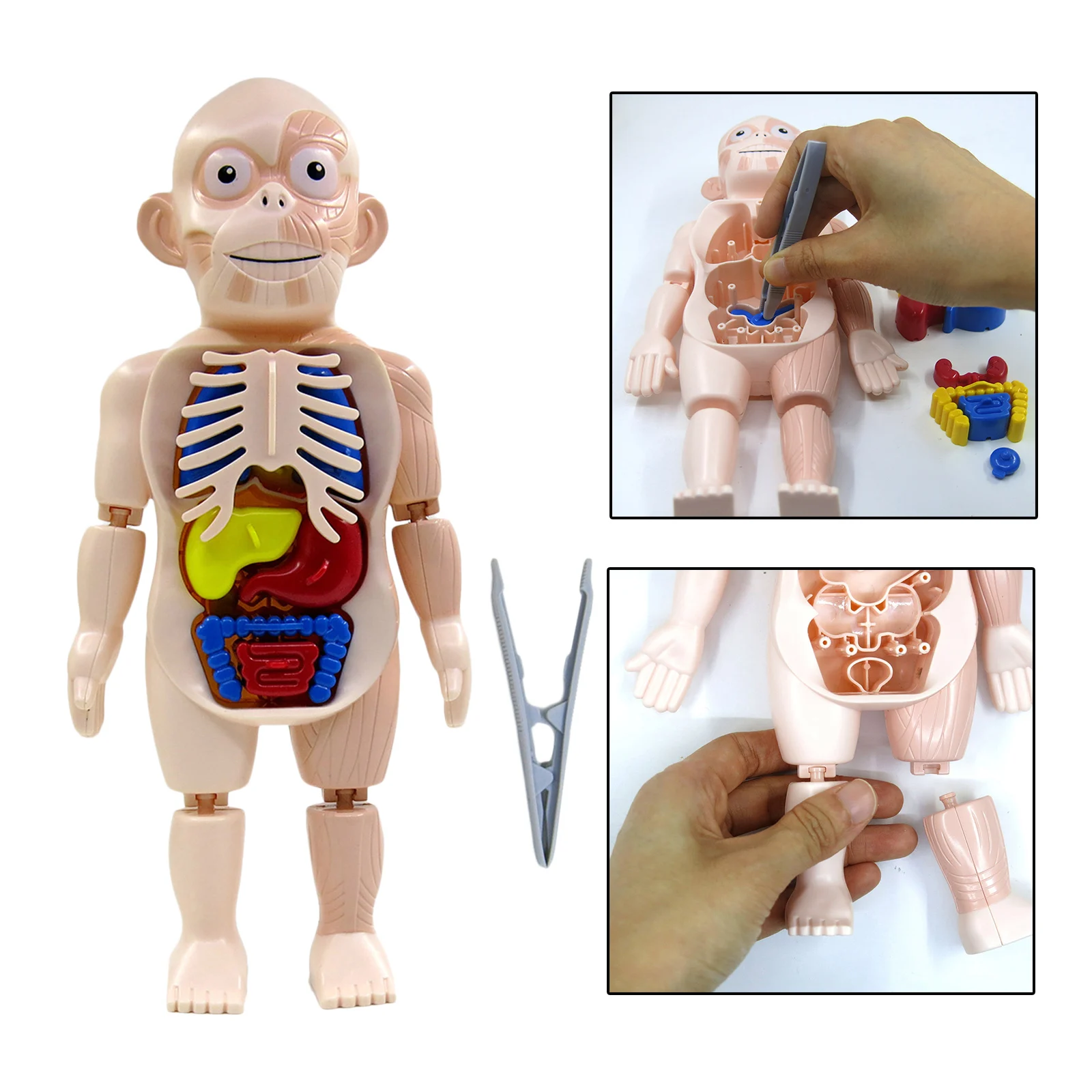 3D Human Body w/ Organs Anatomy Educational DIY Toys for Children Demonstration Teaching Tools Scary Game