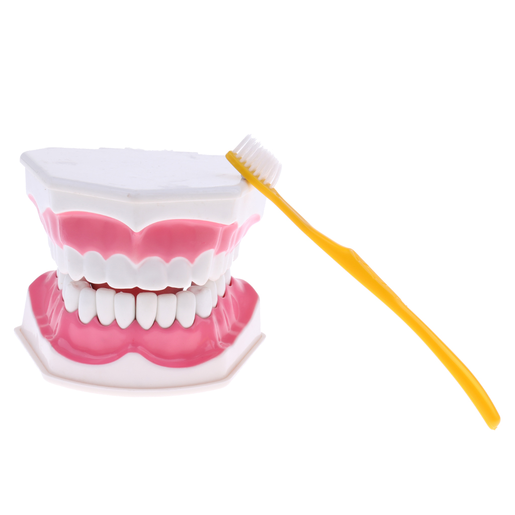 2X Large PVC Human Teeth Model with Removable Lower Teeth Teeth for Classroom Lab School Teaching Tools Student Learning Toy