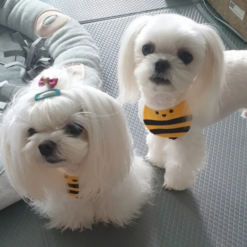 Dos pequeños perros blancos. El perro de la izquierda tiene una pinza para el pelo azul en el pelaje y ambos perros llevan pañuelos de rayas amarillas y negras alrededor del cuello.