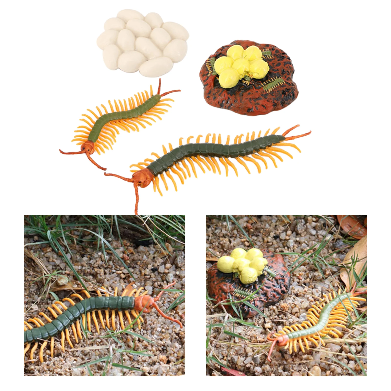 Insects Plastic Centipede Toy Figure 4 Stages Life Cycle of a Centipede 