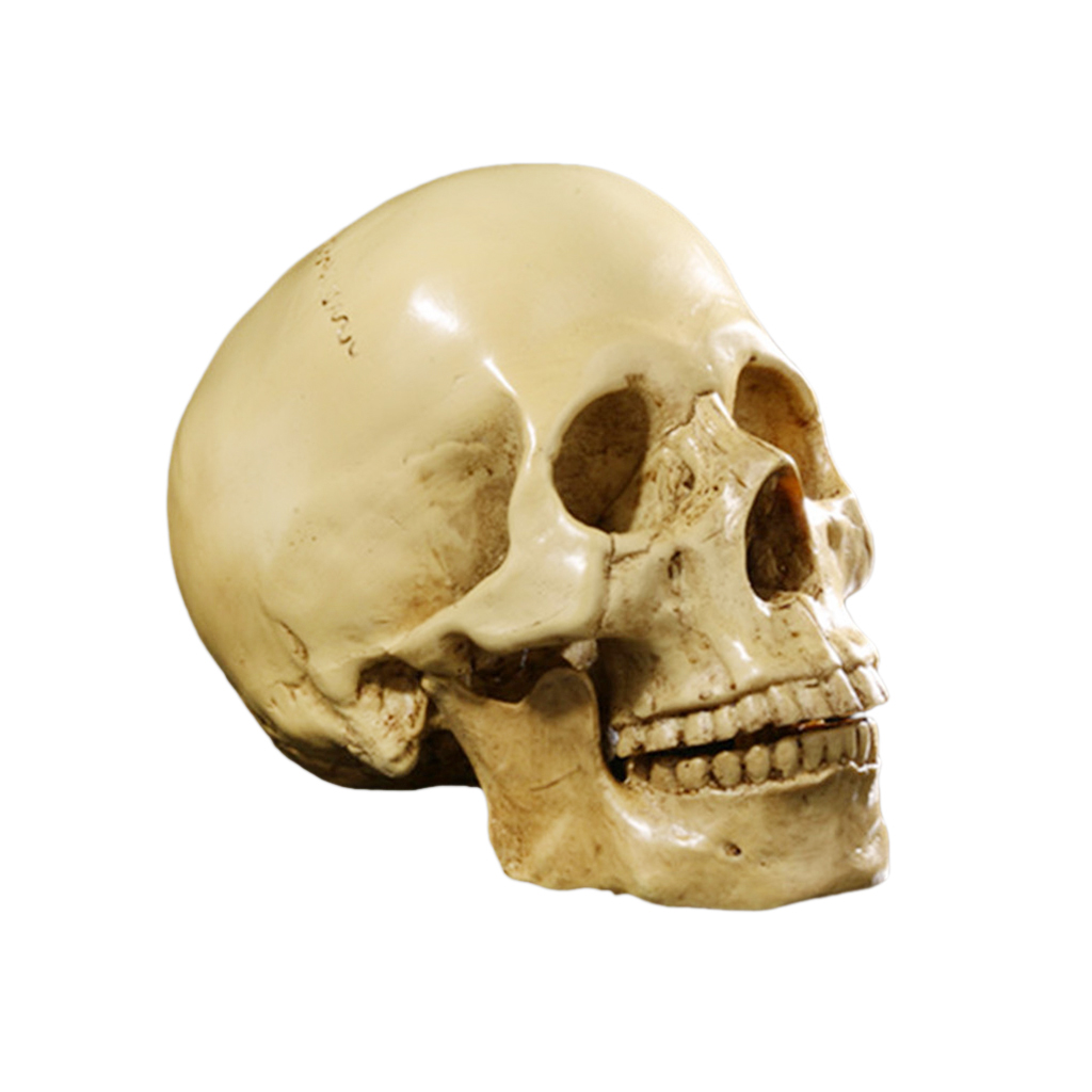 Human Skull - Realistic Resin Human Skull Model  - Great for Anatomical Tracing, Teaching, Halloween Party, Desk Decoration