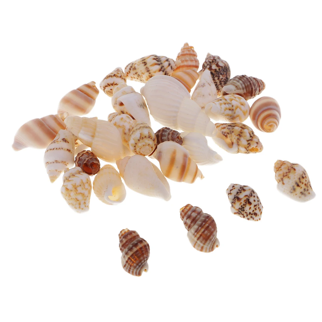 Pack of 30 Sea Shells Clams Snail Scallops Beach Decoration - Decorative Item