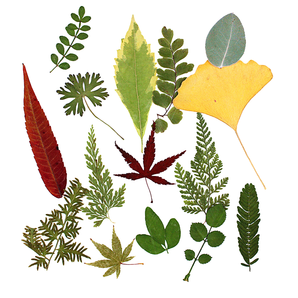 15Pcs Natural Pressed Dried Flower Fern Leaves for DIY Arts Crafts Scrapbooking 15x20cm Wedding home Decorations
