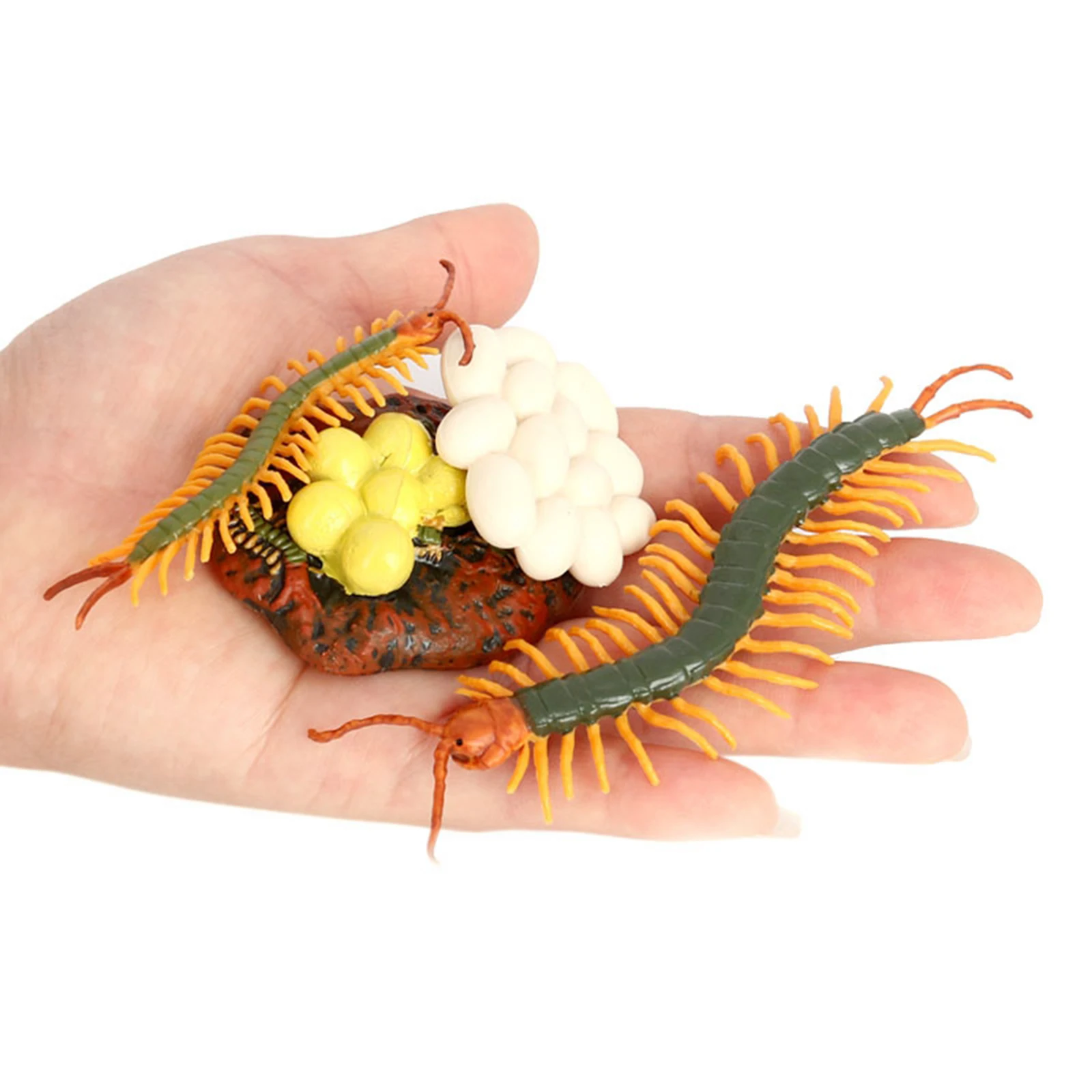 Insects Plastic Centipede Toy Figure 4 Stages Life Cycle of a Centipede 