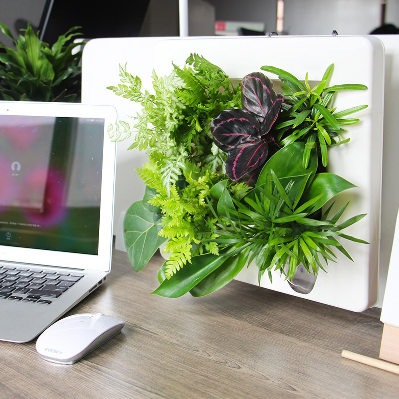 criativo desktop decoração sala estar plantas suculentas