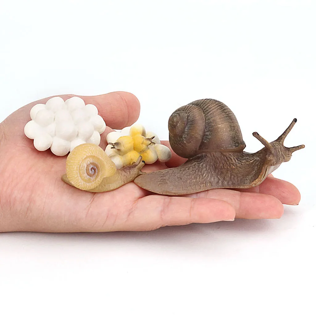 Realistic Lifelike Life Cycle Figurine of a Snail Growth Cycle Insect Animals Action Figures Educational Biology Science Toy