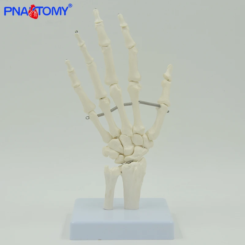 Tamanho da vida flexível mão humana osso