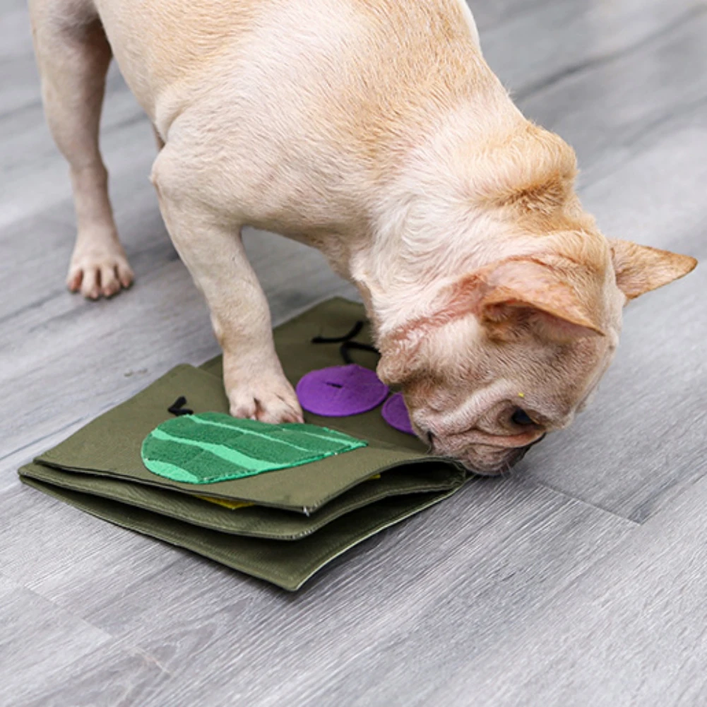 Un perro pequeño, que parece un pug, interactuando con un trozo de tela o una manta en el suelo. El perro parece olfatear o jugar con la tela, que tiene algunos parches o diseños de colores. El entorno parece un ambiente interior con suelo de madera.