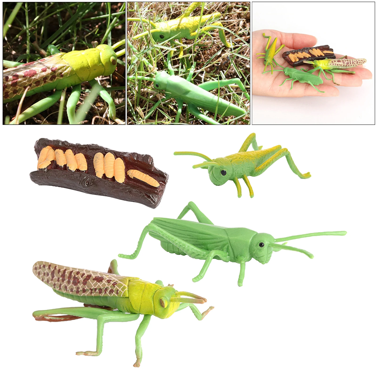 Plastic Simulation Nature Grasshopper Growth Figure Playset Education Imagination Biology Toys Teaching Aids Themed Party