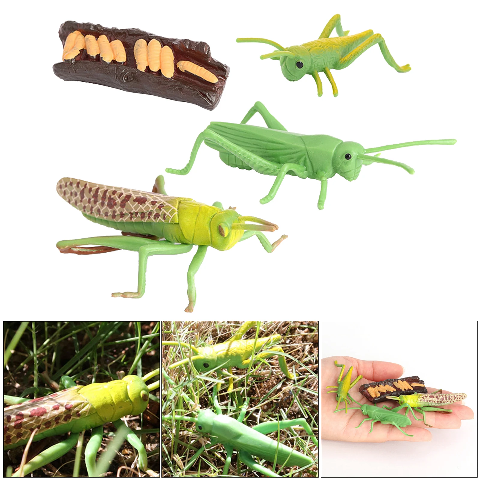 Plastic Simulation Nature Grasshopper Growth Figure Playset Education Imagination Biology Toys Teaching Aids Themed Party