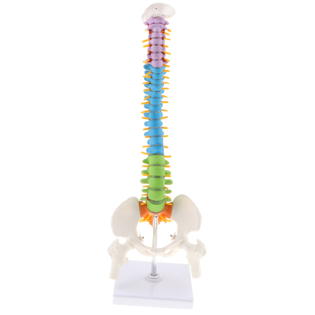 Life Size Vertebral Column Anatomical Model Femurs Pelvis Science Education