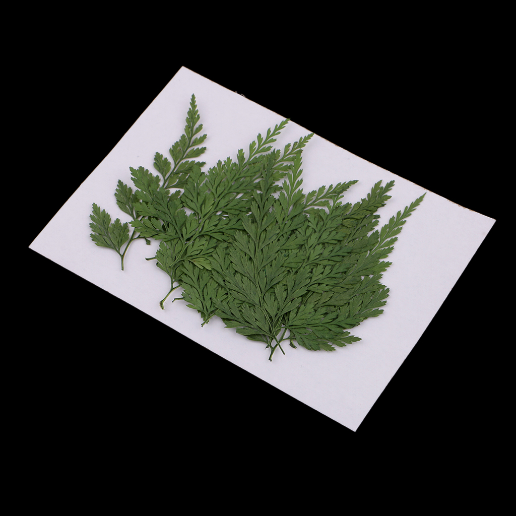 12 Pack Pressed Leaves Natural Dried Flowers for Scrapbooking Card making DIY Art Craft - 5 - 6cm / 1.97 - 2.36