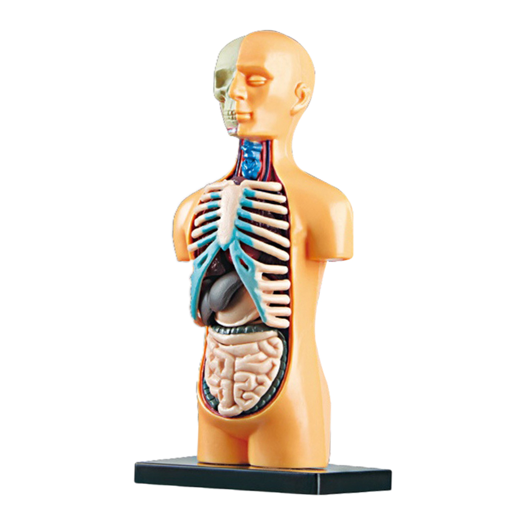 Science Human Body Model Demonstration Human Anatomy Display Educational DIY Toys