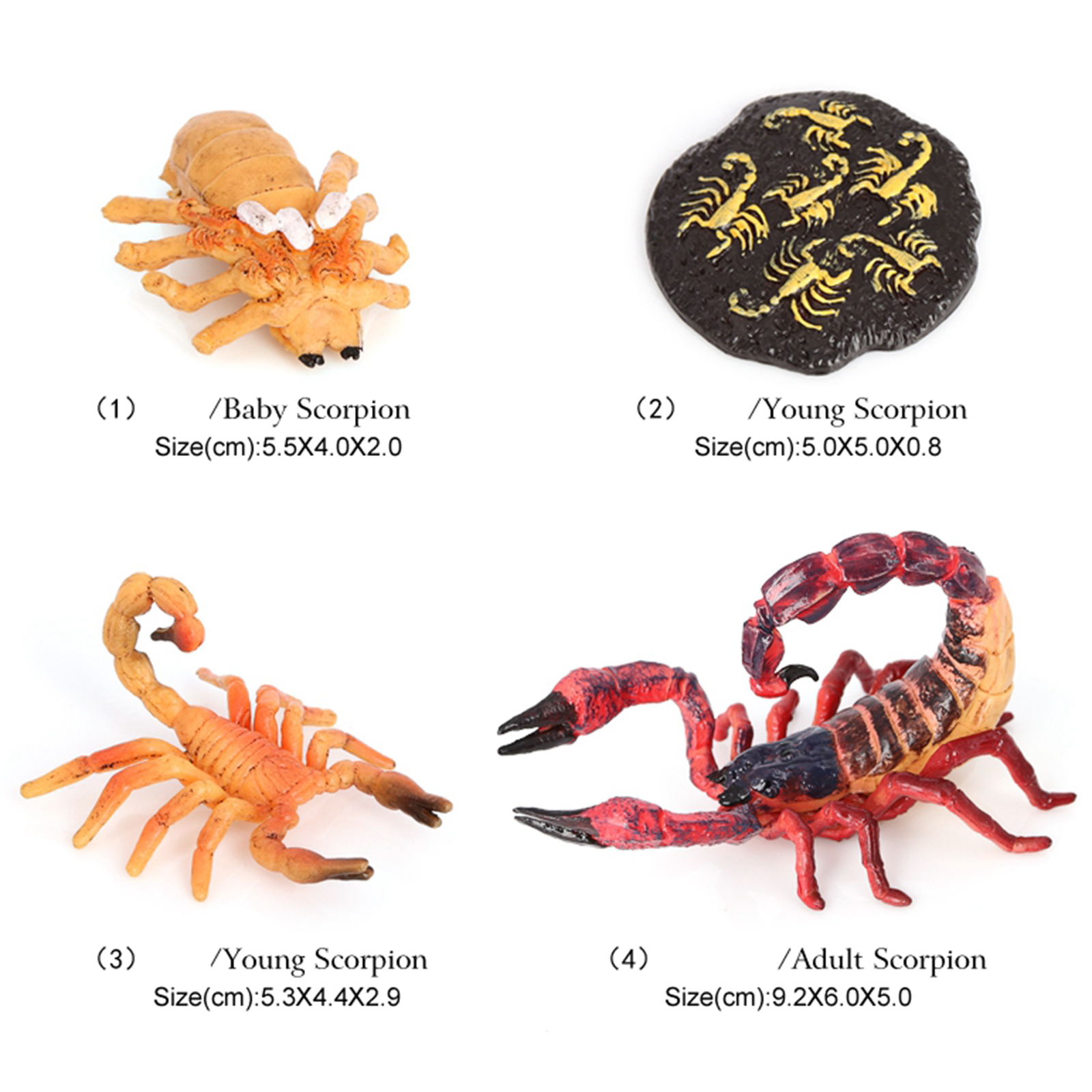 Kids Scorpion Life Cycle Set Model Toy Figures Learning Children`s Toys Red