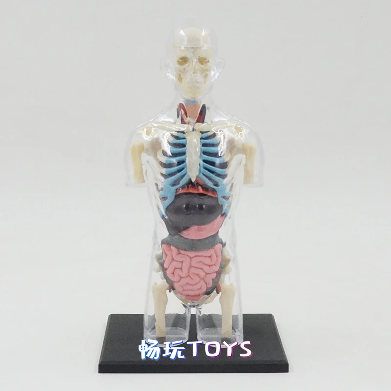 mestre transparente modelo anatômico humano brinquedos educativos crianças usado anatomia do corpo órgãos internos escola ferramentas de ensino