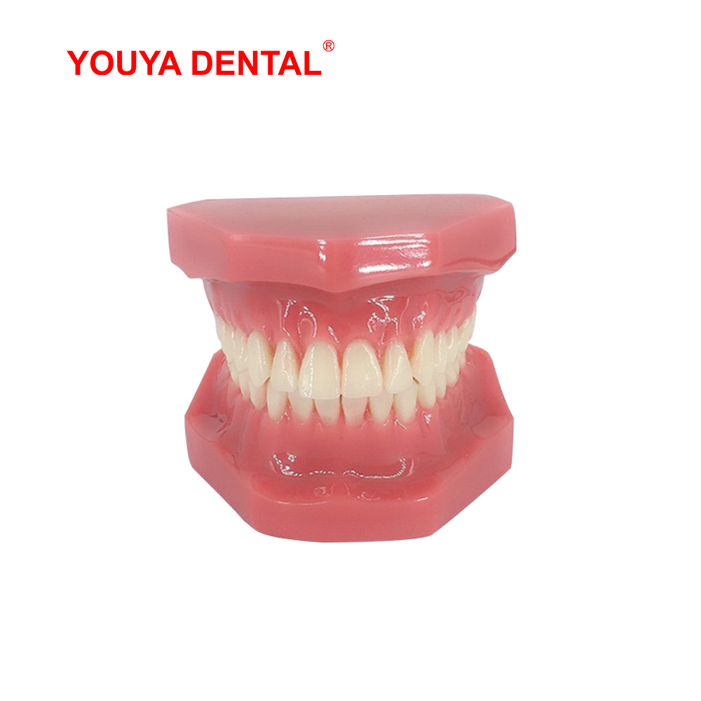 Best of Dental Teeth Model For Studying Teaching Education Normal Adult Tooth Model Oral Dentistry Medical Dental Products High Quality Reviews & Tips