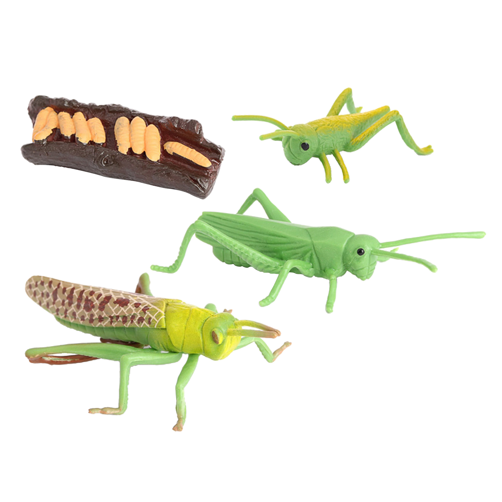 Plastic Simulation Nature Grasshopper Growth Figure Playset Education Imagination Biology Toys Teaching Aids Themed Party